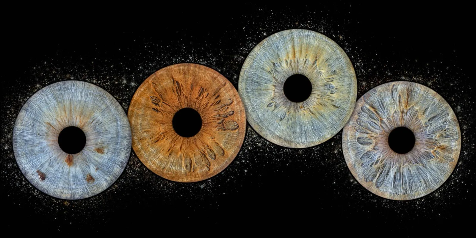 Vier irissen in close-up